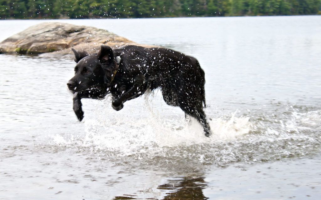 50 photos of dogs jumping into lakes Cottage Life