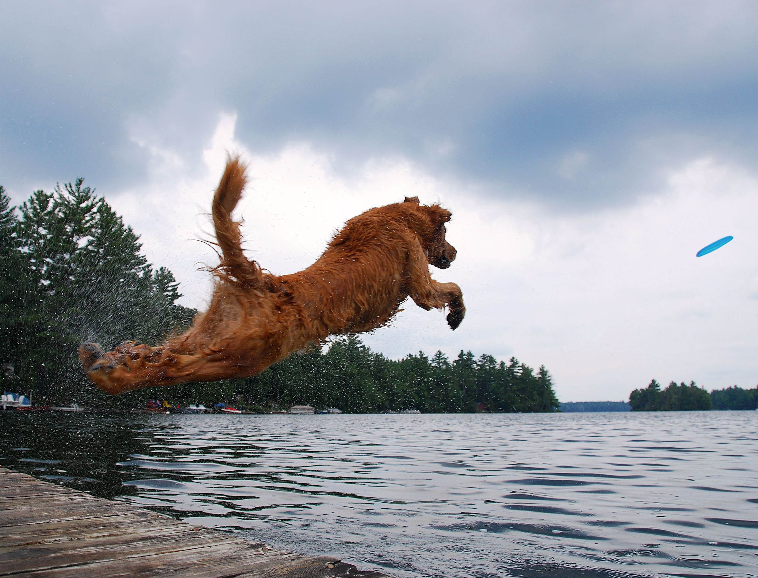 50 photos of dogs jumping into lakes Cottage Life