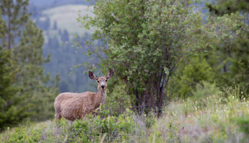 A young mule deer standing in a green field next to a tree.
