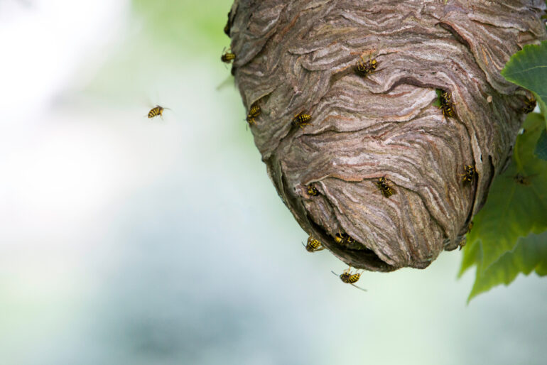 Q&A Is it safe to remove a wasps’ nest without killing the wasps