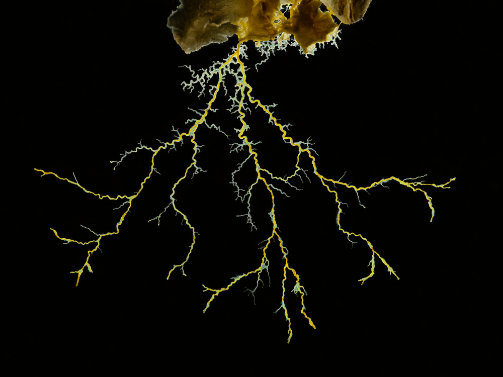 Close-up of yellow mould