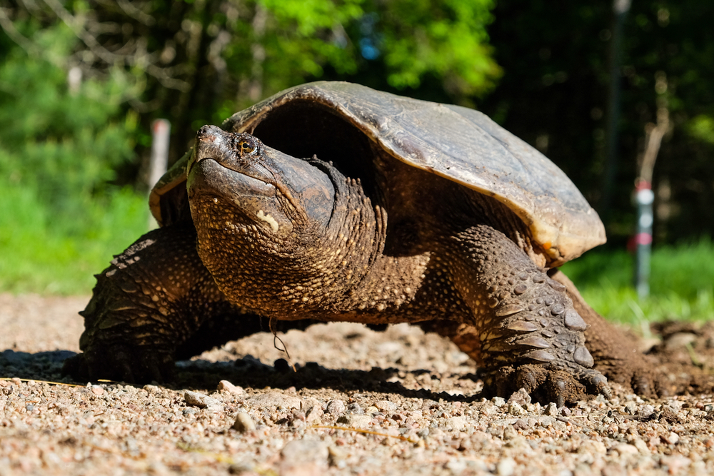 A snapping turtle on a dirt pathway surrounded by trees.