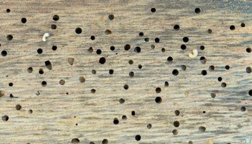 Holes on oak wood created by woodworms, with a few white worms on the wood.
