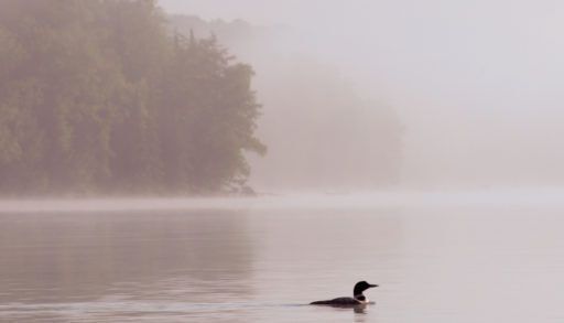 loon