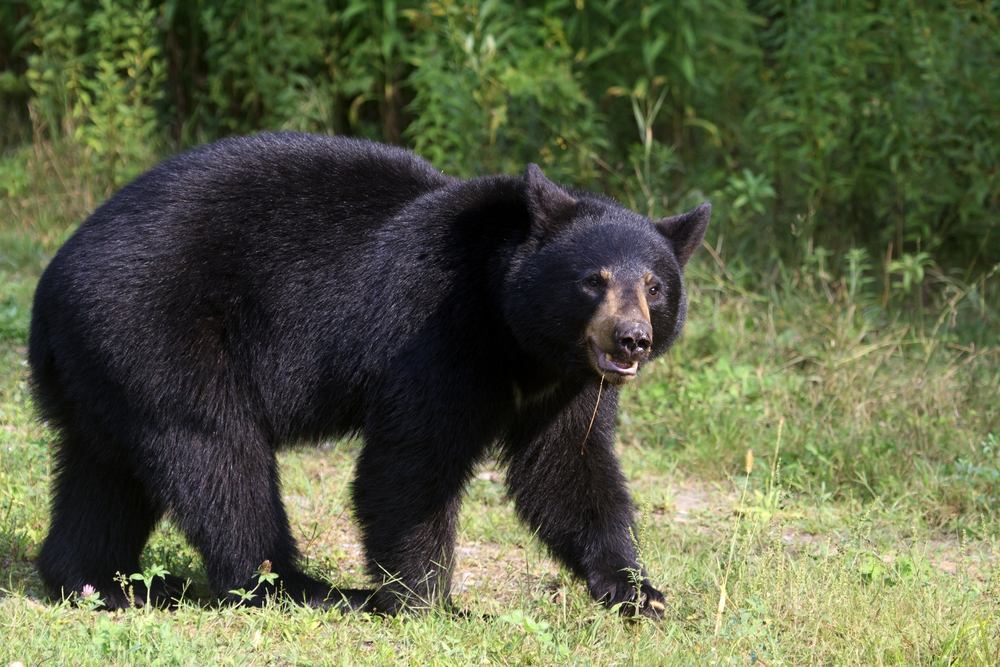 Black bear walking in a grassy clearing.