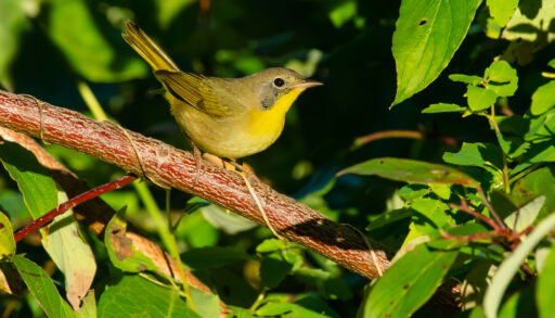 Common yellowthroat perched on a branch in Presqu'ile Provincial Park, Brighton, Ontario.