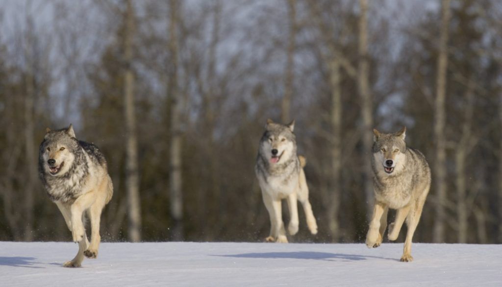Wolves