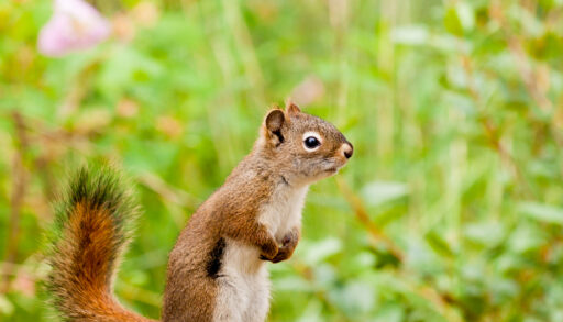 Red squirrel sitting on a piece of wood in front of a green field.