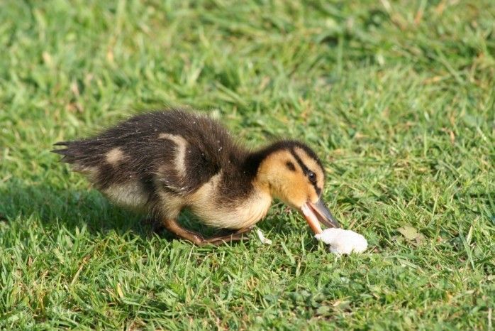Duckling