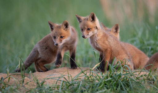 Three baby foxes in an enclosure