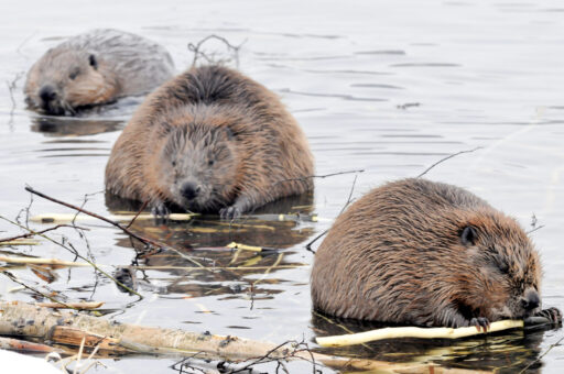 Three beavers in a lake chewing on branches