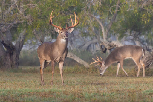 Two white tailed bucks