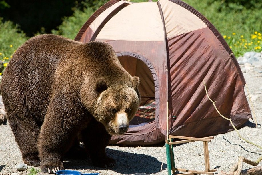 How to keep bears off your campsite Cottage Life