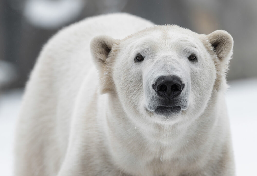 Close-up of a polar bear.
