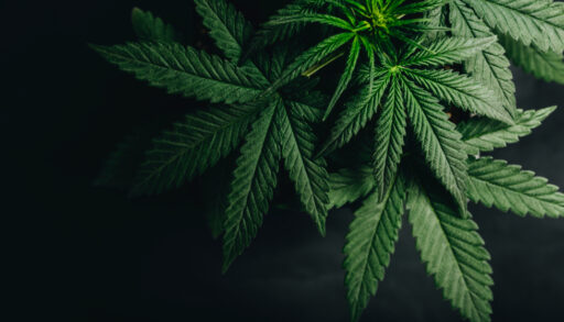 Close-up of green marijuana leaves on a black background.