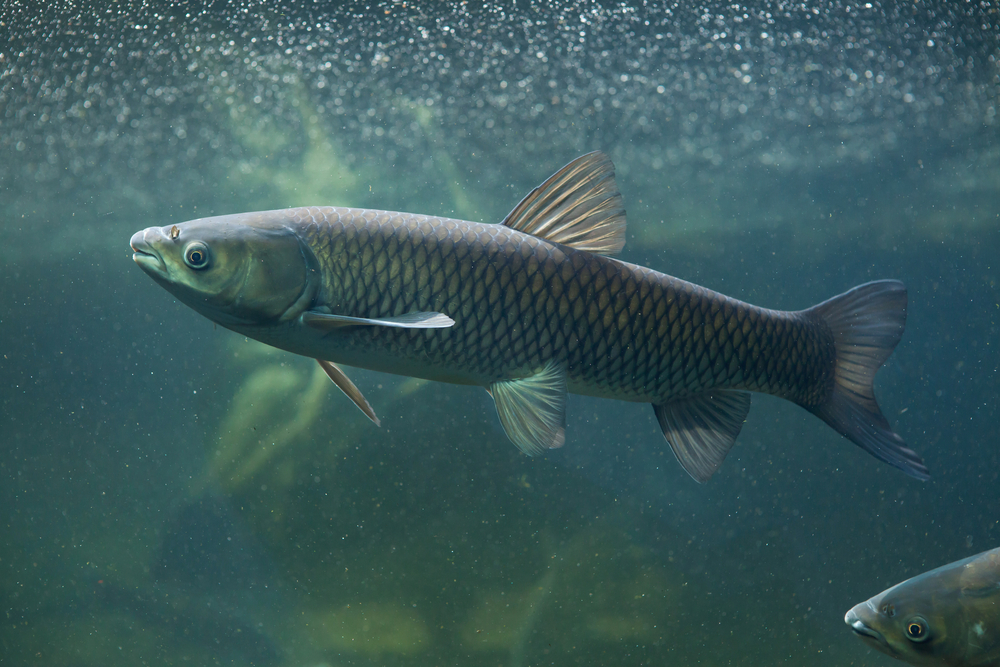Green carp swimming in a murky, green lake.