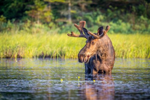 Brown bull moose standing in a marsh in Algonquin Park, Ontario, Canada.