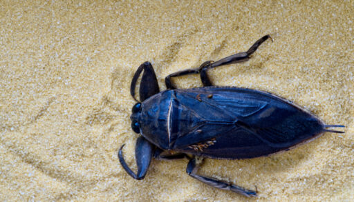 Black giant water bug crawling in the sand.