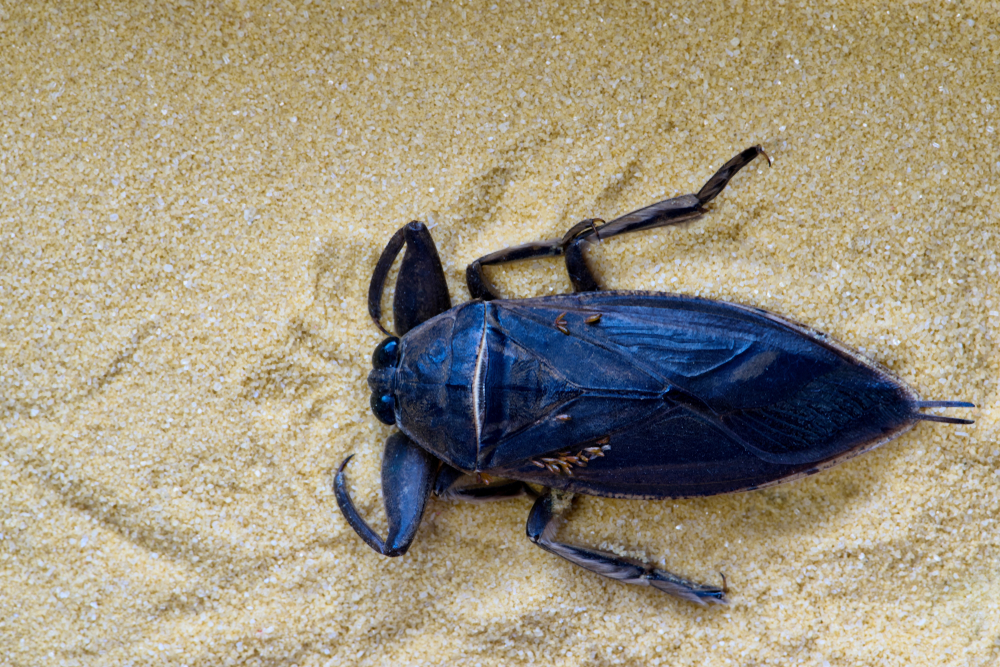 Black giant water bug crawling in the sand.