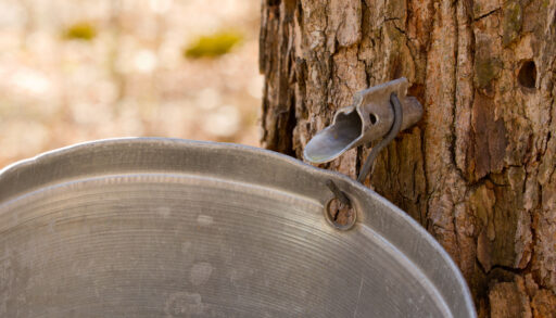 Silver metal spile in the trunk of a maple tree with a bucket hanging off it to collect maple syrup.