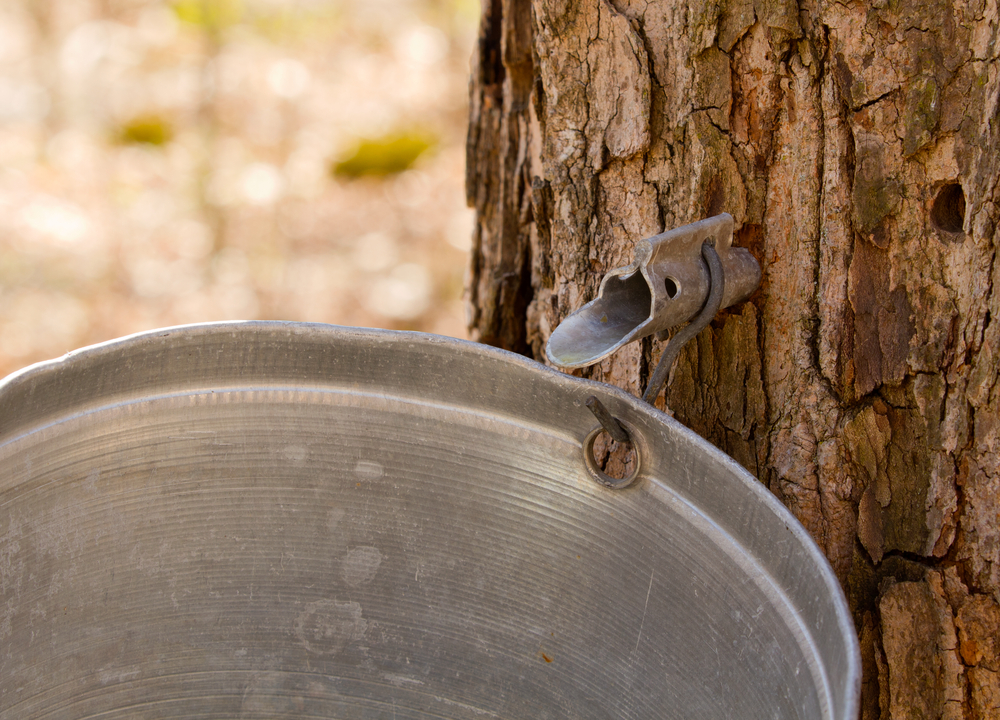 Silver metal spile in the trunk of a maple tree with a bucket hanging off it to collect maple syrup.