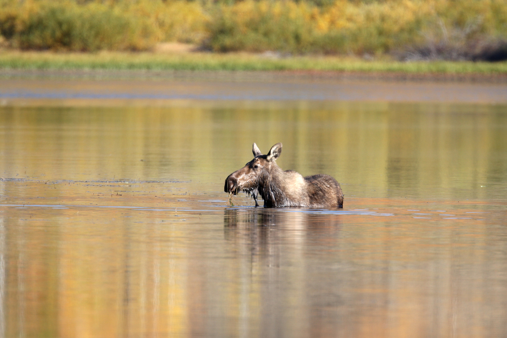 Brown cow moose standing in a pond.