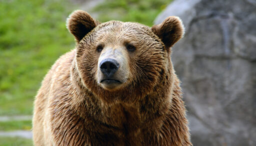 Close-up of a grizzly bear with a green field in the background.