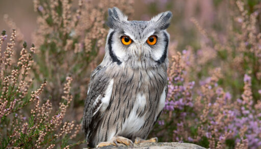White-faced scops owl with yellow eyes sitting on a rock with purple flowers in the background.