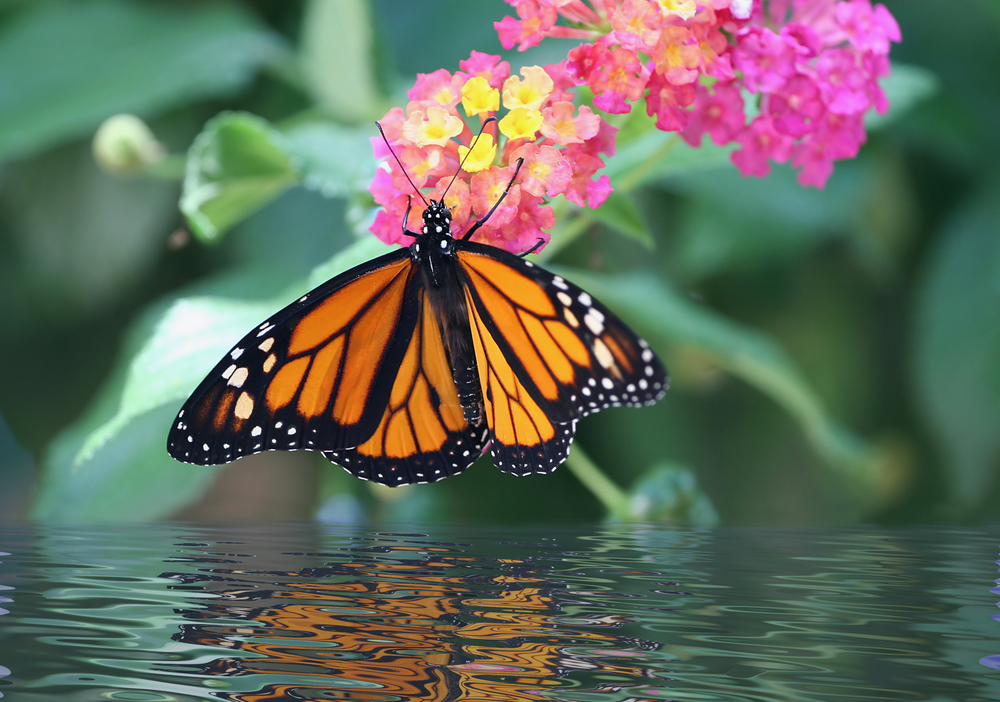 Monarch butterfly landing on a pink flower above a pool of water.