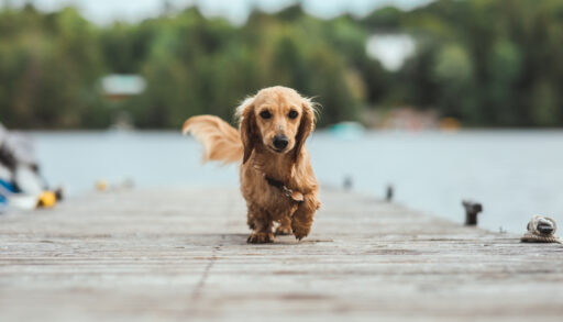 Close-up of a brown wiener dog walking on a dock.
