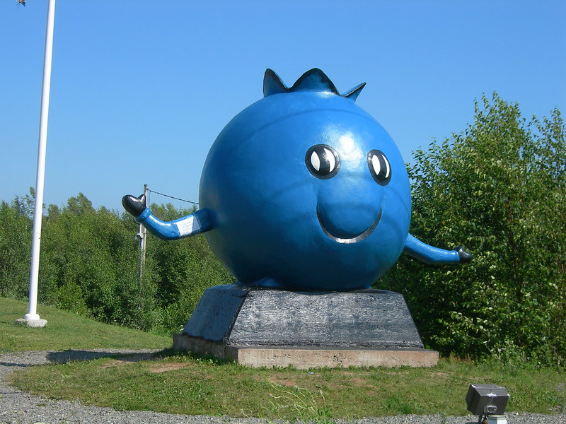 Giant blueberry in Oxford, Nova Scotia