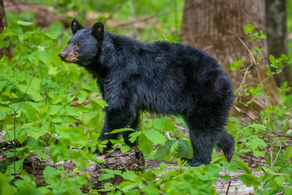 Black bear walking in a forest with green shrubs.