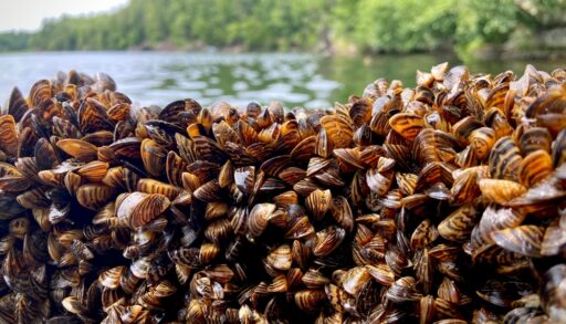 Dense collection of zebra mussels along a lake shoreline surrounded by trees.