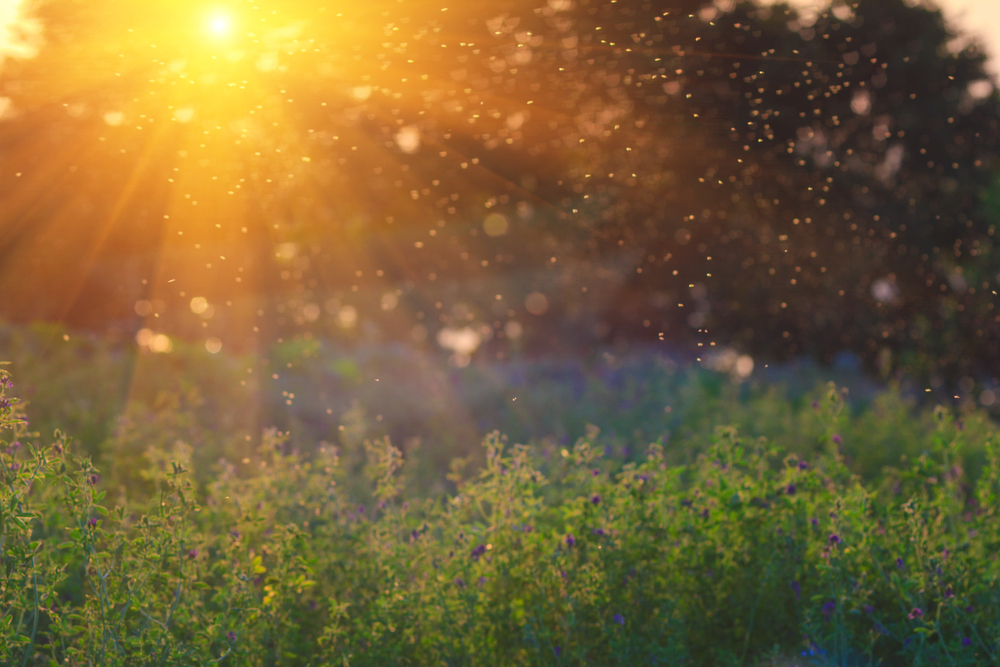 Sun shining on a grassy meadow.