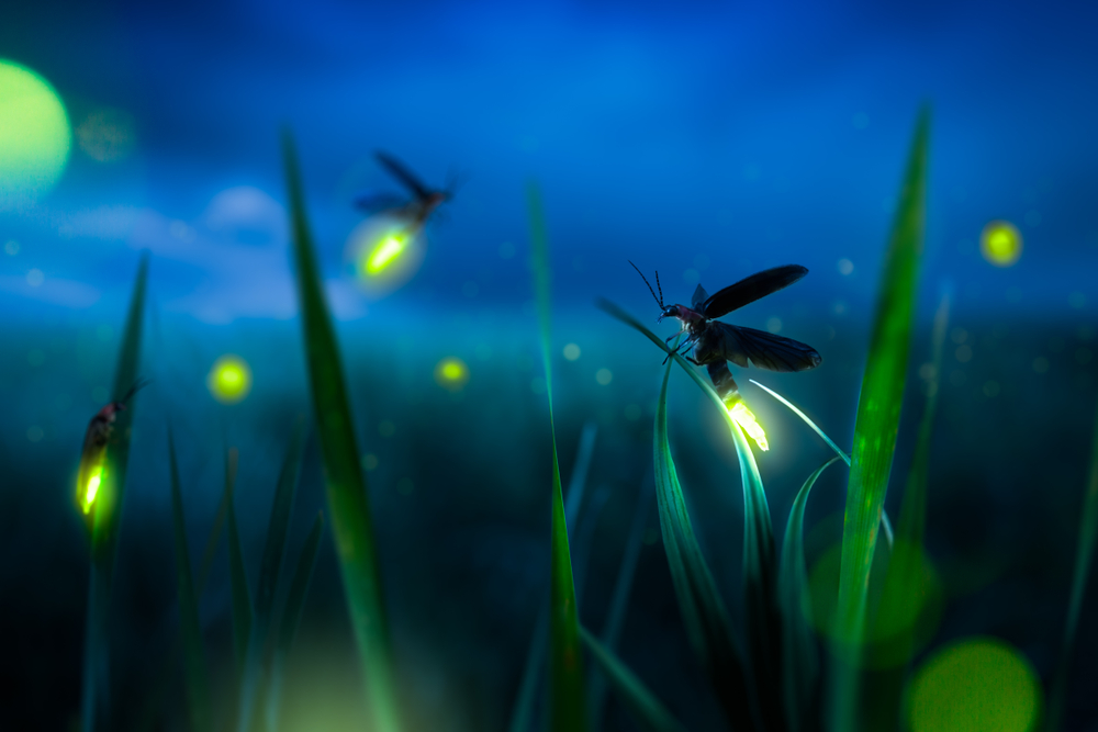 Glowing fireflies in a field at nighttime.