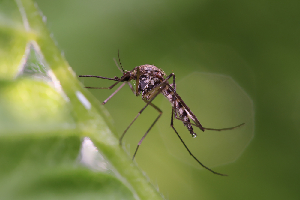 Close-up of a mosquito on a green leaf.
