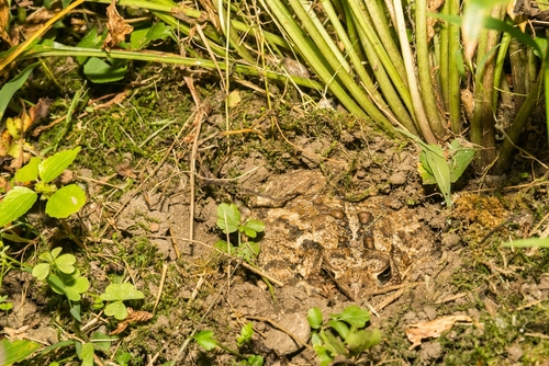 American toad camouflaged in a garden bed.