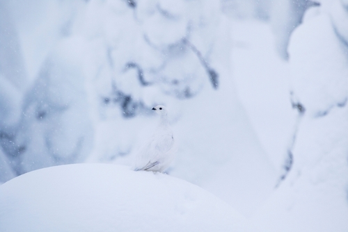 White Willow Ptarmigan standing in a snow-covered forest so it is camouflaged.