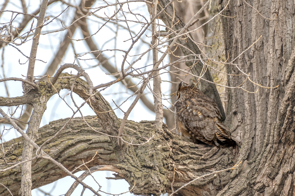 Great Horned owl with its back to the camera camouflaged in a tree.