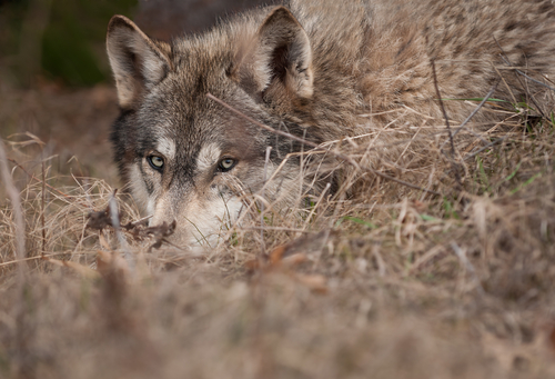 Close-up of a grey wolf camouflaging in a field of brown grass.