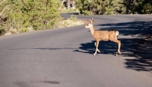 Brown deer standing on a road surrounded by trees.