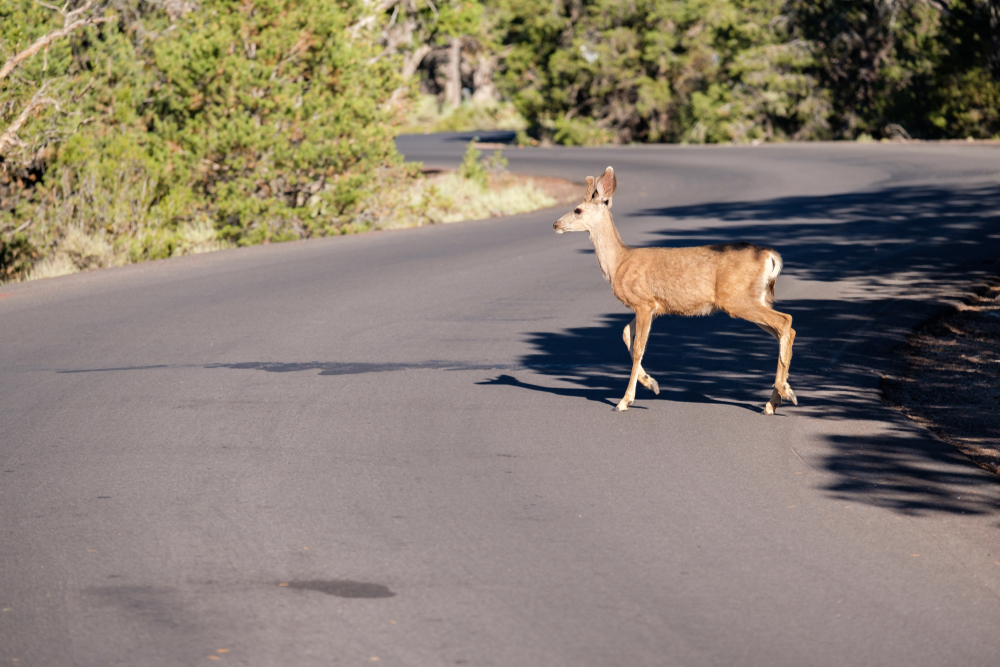 Brown deer standing on a road surrounded by trees.
