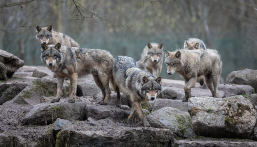Pack of grey wolves standing on some rocks.