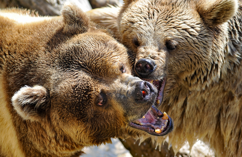 Two brown grizzly bears play-fighting with each other.