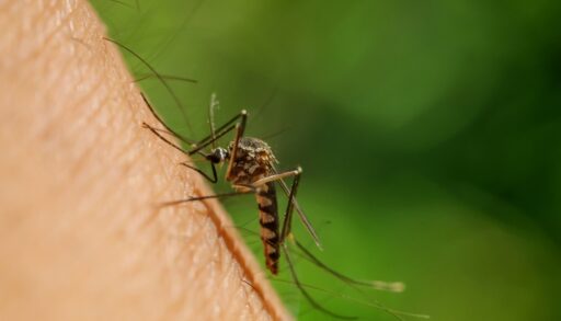 Close-up of a mosquito on a person's arm.