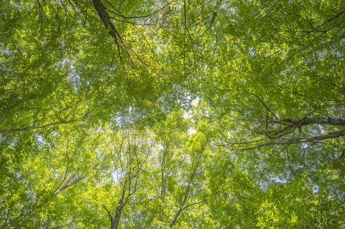 Green tree canopy in Haliburton, Ontario.
