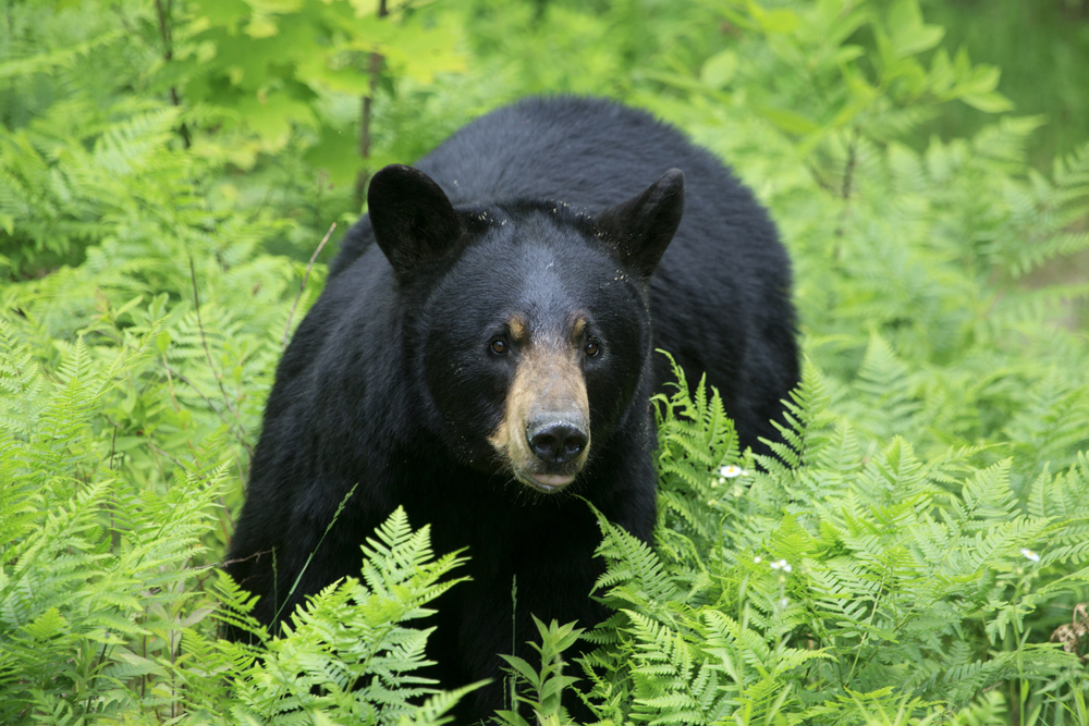 Close-up of a black bear standing in green bushes.
