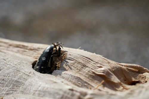 Black Asian long-horned beetle in a maple tree trunk.