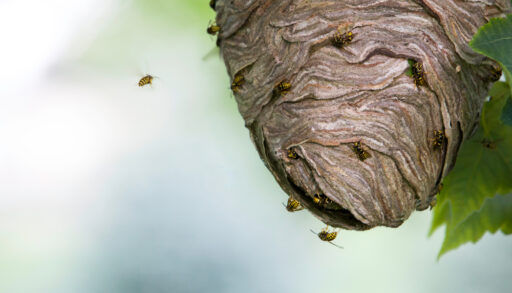 Close-up of a wasp's nest hanging from a tree with a few wasps flying near it.