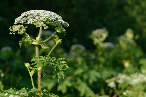 Close-up of a white giant hogweed plant.